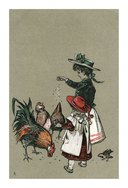 Feeding Chickens Postcard