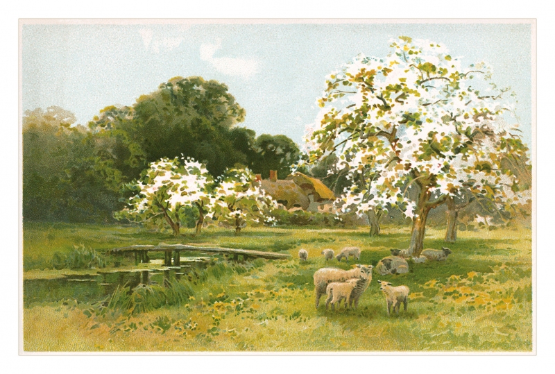 Rural scene postcard